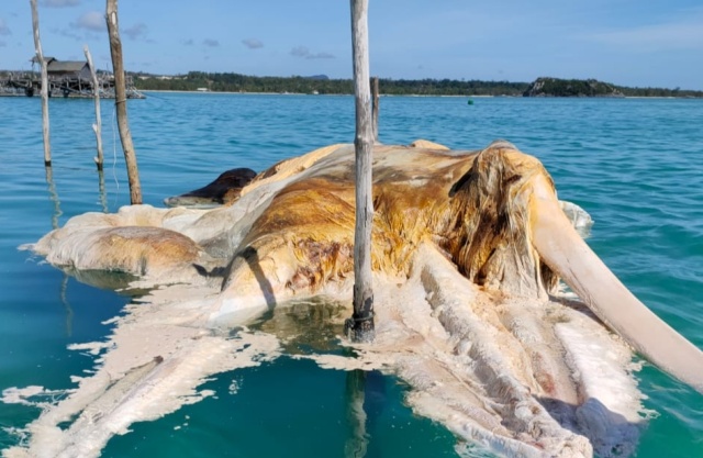 Ngeri, Kemunculan Hewan Mitologi Gajah Mina di Laut Natuna, Begini Kata Peneliti