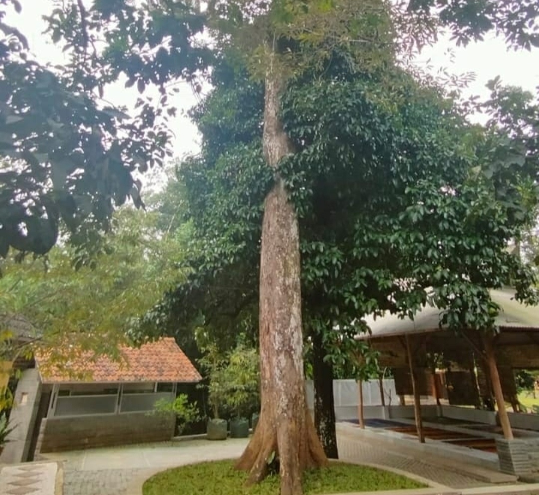 Umurnya 250 Tahun, Ini Pohon Induk dari Durian Sinapeul