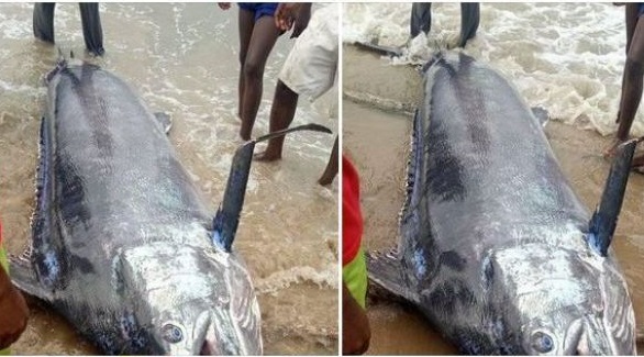 Tangkap Ikan Blue Marlin seharga Rp 37 Miliar Malah Dimasak, Nelayan Ini Menyesal Seumur Hidup