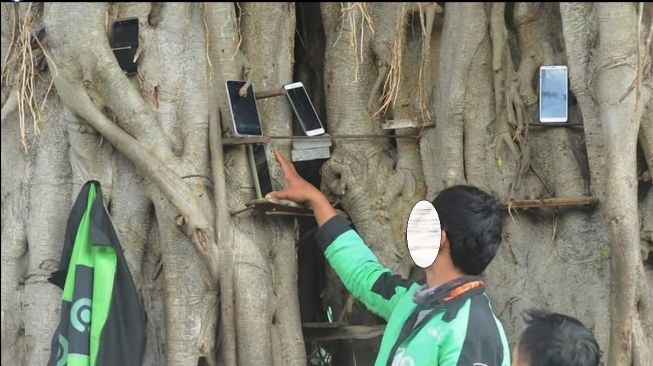 Taruh Hp di Pohon Beringin Tua, Ojol Yakin Orderan Cepat Nyamber