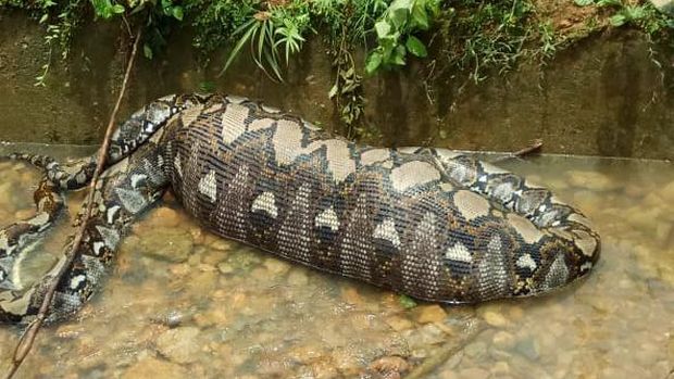 Geger Ular Piton 7 Meter Telan Sapi Bulat-bulat