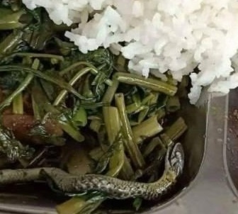 Ngeri, Ada Ular di Tumis Kangkung, Nyaris Dimakan