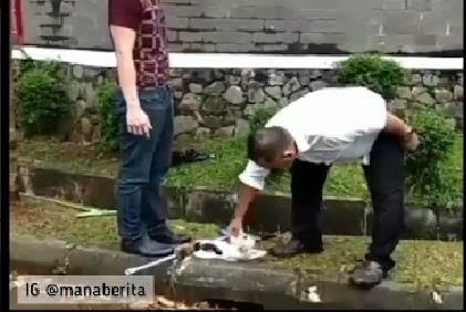 Viral Seorang Guru Injak Kucing, karena Kesal Sering Masuk ke Lingkungan Sekolah