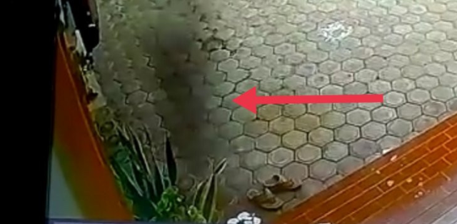 Video Babi Ngepet Masuk Rumah Terekam CCTV