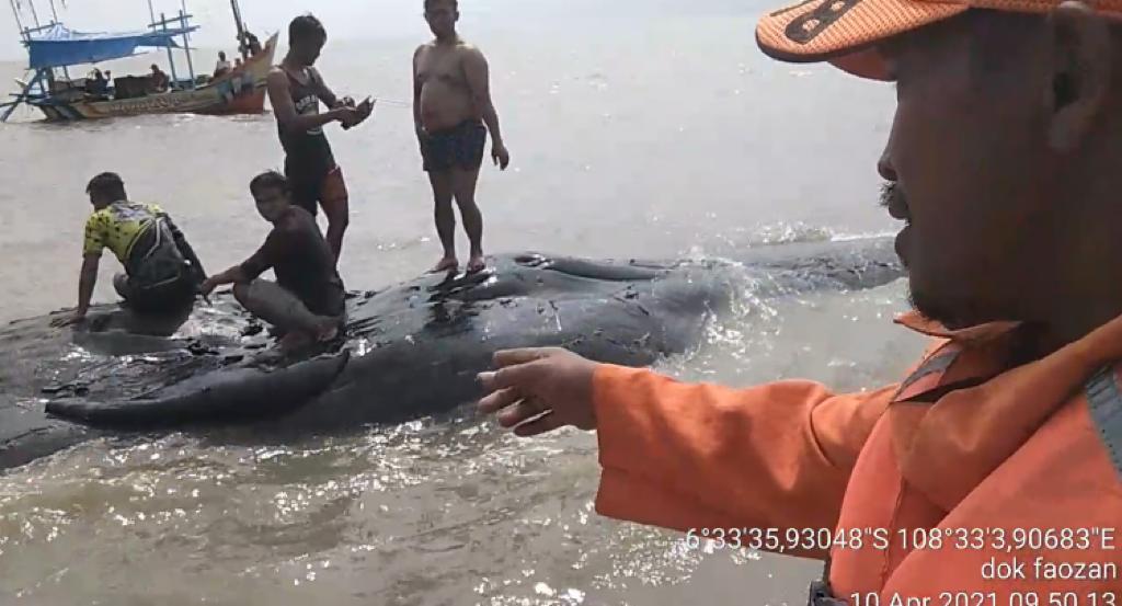 Hewan Berukuran 15 Meter Ditemukan di Laut Bungko Lor, Bernafas dengan Paru-paru