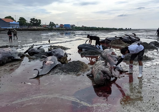 Pilot Kelaparan dan Sesak Nafas, Penyebab Puluhan Paus Terdampar di Pantai