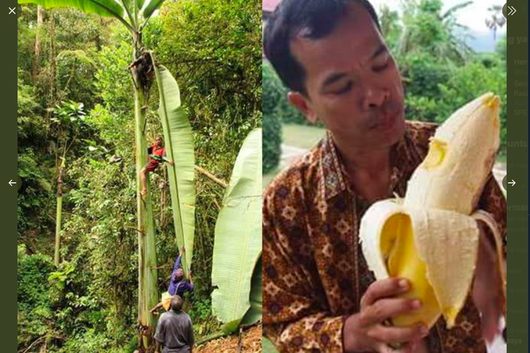 Viral Pohon Pisang Raksasa Tingginya 15 Meter, Buahnya Sebesar Pepaya