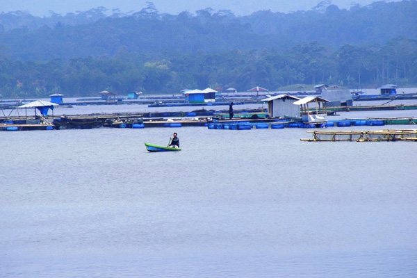 Siluman Belut Putih Penunggu Waduk Darma, Muncul saat Dipancing Pakai Kerbau