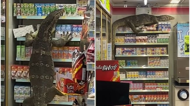 Biawak Raksasa Masuk dan Acak-acak Minimarket, Begini Ceritanya