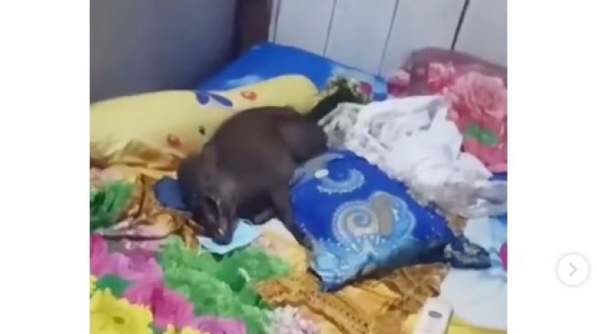 Viral Babi Rebahan di Kasur Warga, Ada yang Ngepet Lagi?