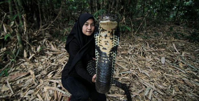 Gadis Ini 2 Tahun Hidup dengan King Cobra, Panjangnya 4 Meter