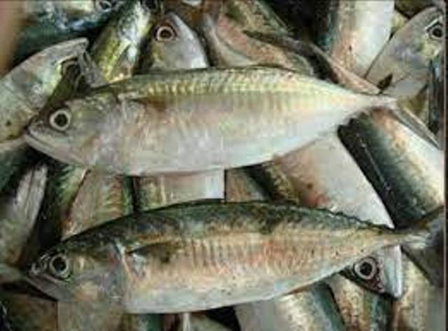 Indonesia Ekspor Ikan ke 44 Negara Tembus USD88,24 Juta