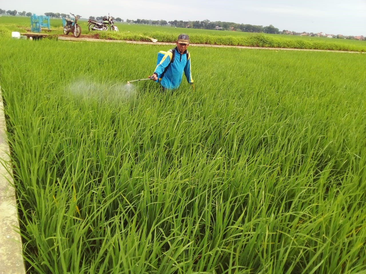 BPS Catat Nilai Tukar Petani Naik 1,08 Persen di Desember 2021