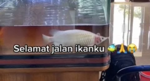 Ngenes, Ikan Arwana Seharga Rp 700 Juta Mati di Akuarium