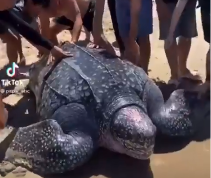 Dramatis, Begini Penyelamatan Penyu Raksasa Terdampar di Pantai Oping