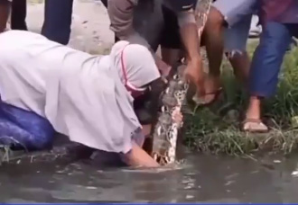 Heboh! Emak-emak Super, Tangkap Ular Sanca di Selokan