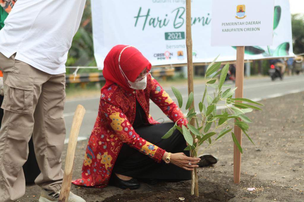 Wow, Ratusan Pohon Tebabuya Bakal  Hiasi Jalur Pantura Cirebon