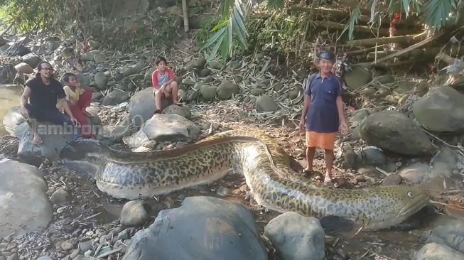 Geger Warga Tangkap Ikan Seberat 1 Ton di Sungai, Ternyata Cuma…