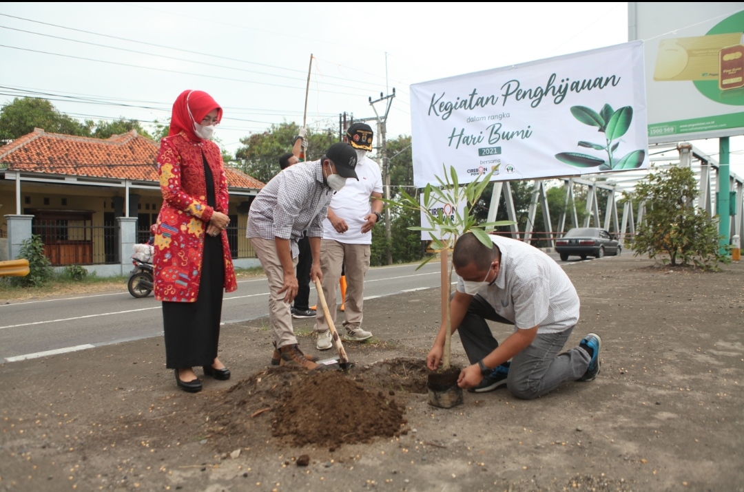 Bakal seperti di Jepang, Ratusan Pohon Tabebuya Bakal Hiasi Jalur Pantura Cirebon sepanjang 7 Kilometer