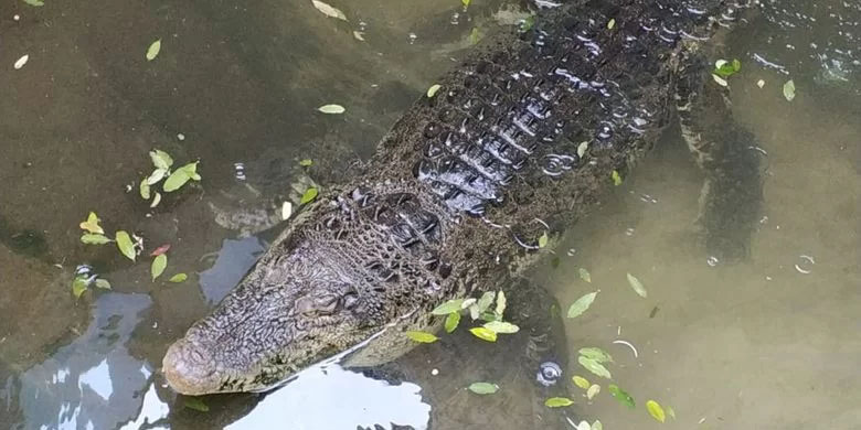 Warga Temukan Buaya di Sungai Desa Janti  BBKSDA Jatim: Harusnya Ada di Danau atau Rawa