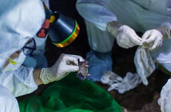 Ilmuwan WHO: Bukan Kebocoran, Karyawan Lab Wuhan Terinfeksi Covid-19 dari Kelelawar