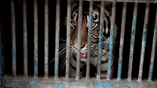 Di Indonesia, Harimau Saja Ikut Kena Covid, Kini Harus Isolasi