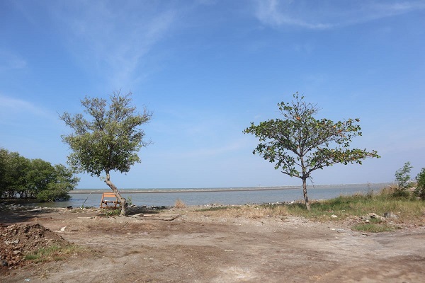 Pantai Kejawanan Sedang Direvitalisasi, Ada Wisata Mangrove dan Edukasi, Sabar Dulu, Belum Dibuka untuk Umum