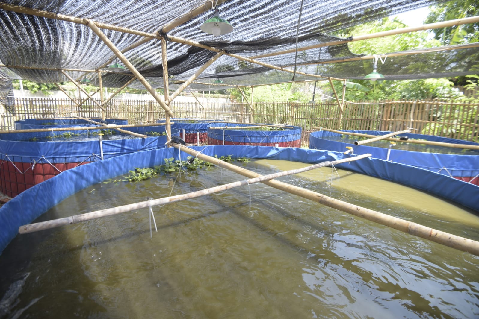 Resmikan Budidaya Ikan di Cirebon, Wagub Uu: Tingkatkan Ekonomi Pesantren Lewat OPOP