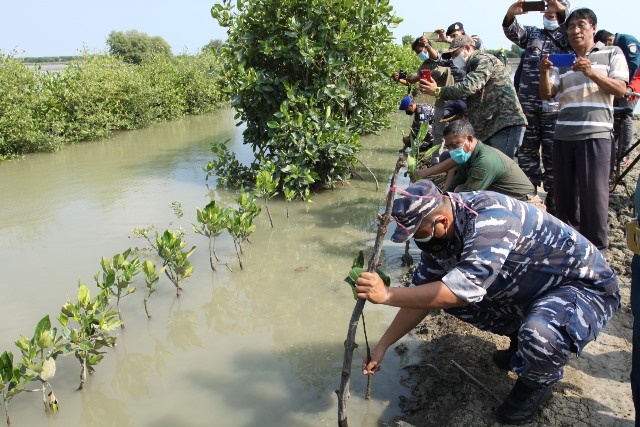 Lanal Turun Tangan, 2 Ribu Bibit Mangrove Ditanam di Kalibetik Ambulu Losari