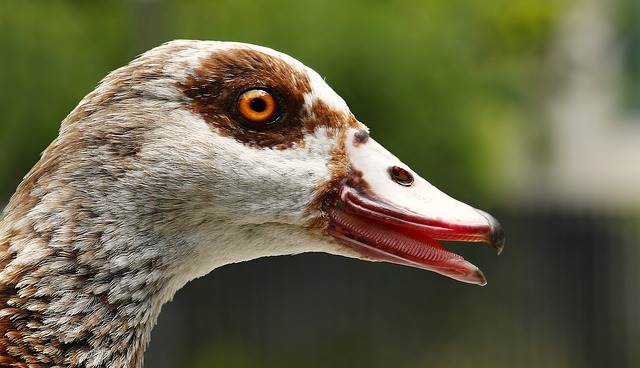 Bebek Ajaib Bisa Ngomong “Bego Amat”, Belajar dari Manusia