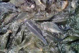 Di Cianjur 2,5 Ton Ikan Mas Mati Mendadak