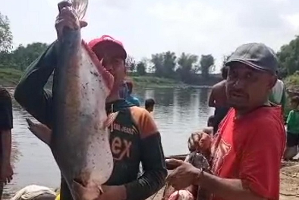 Duh! Ribuan Ikan Teler karena Sungai Tercemar Limbau Ciu