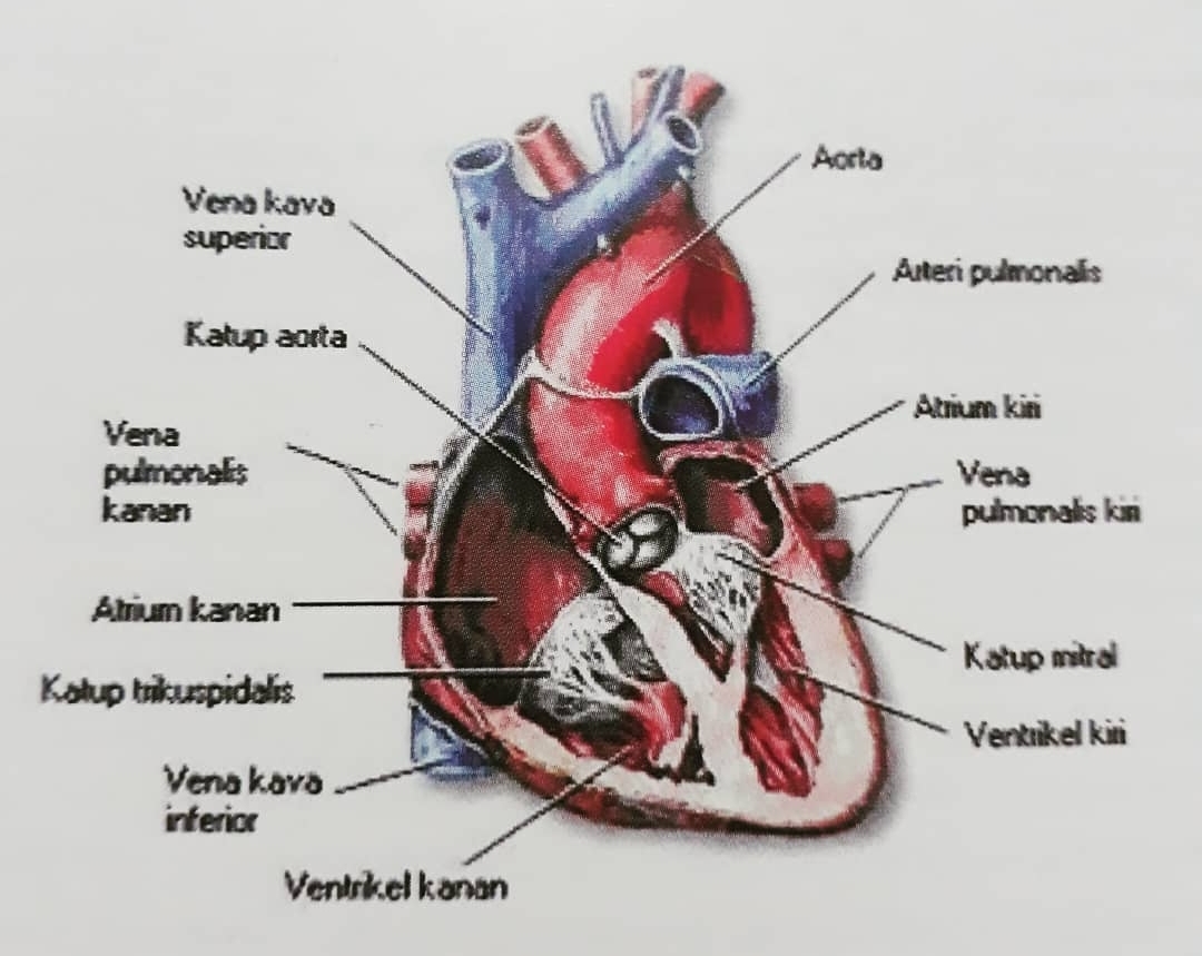 Serem! Inilah Daftar Orang Berpotensi Sakit Jantung, Semoga Anda Tidak Termasuk
