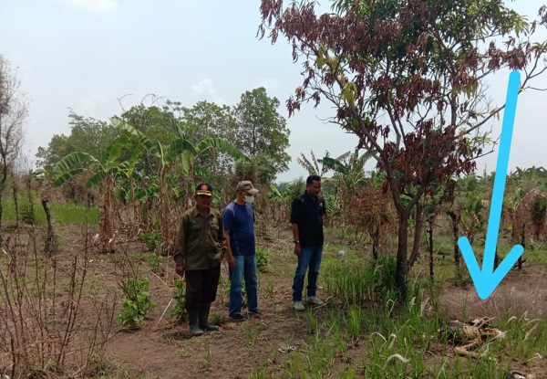 Geger Mayat Terbakar Tinggal Tengkorak, Ditemukan di Desa Sanca Indramayu
