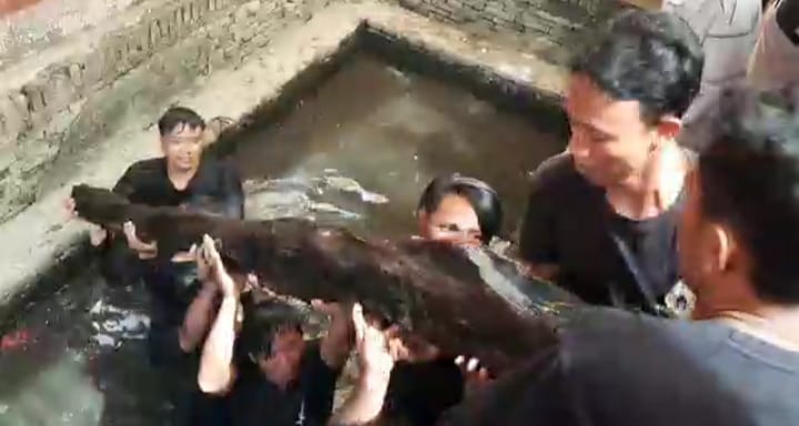 Warga Desa Kertawinangun Ritual Ganti Kafan Kayu Mati Buyut Perbatang, Menyelam ke Dasar Kolam