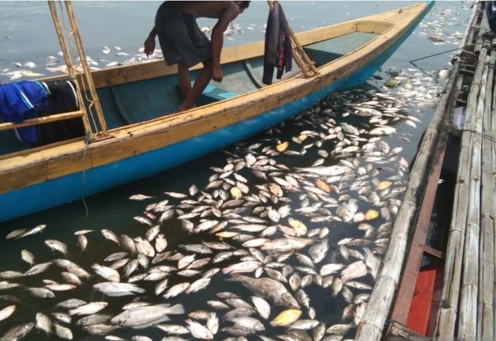 Ikan Mati di Waduk Jangari Mencapai 200 Ton