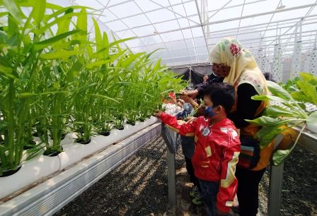 Griya Hidroponik Cirebon Hadirkan Program Edukasi untuk Anak