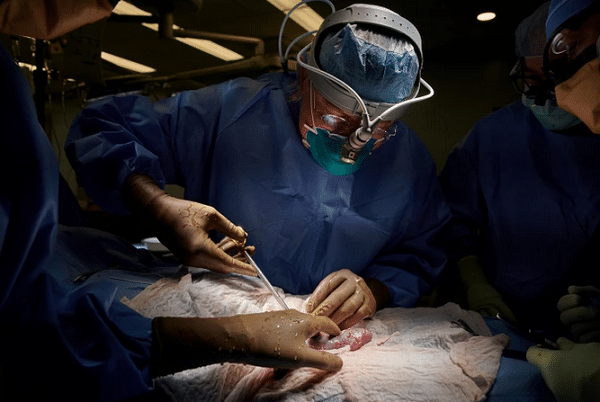 Gemparkan Dunia, Ilmuwan Berhasil Transplantasi Ginjal Babi ke Manusia