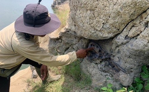 Ditemukan Fosil Gajah Purba di Bandung, Usia Jutaan Tahun