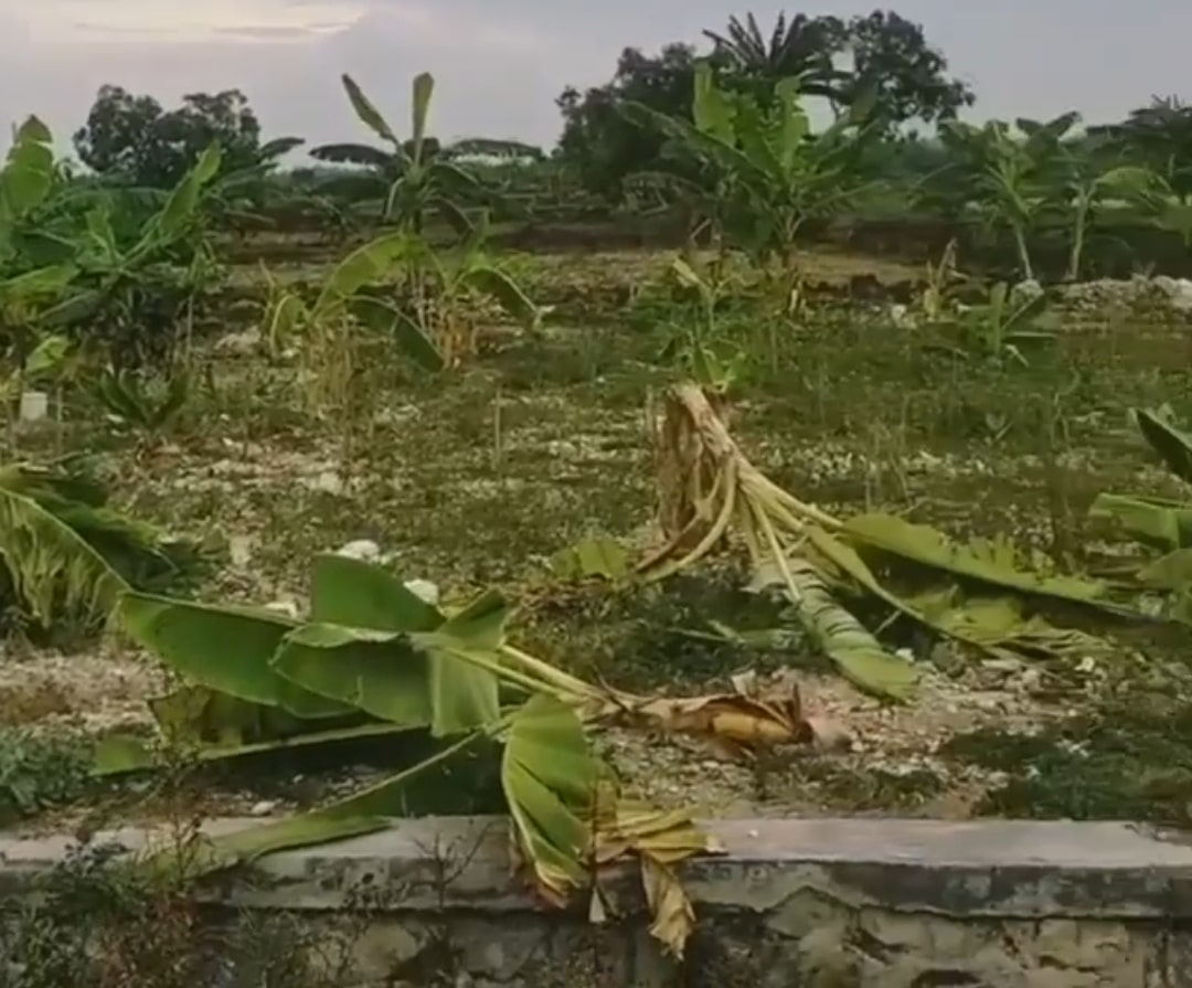 Gara-gara Viral Salam dari Binjai, Puluhan Pohon Pisang Bertumbangan, Dirusak Anak-anak