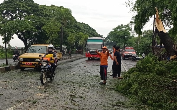 Pohon Tumbang di Jalur Pantura Waruduwur Berhasil Dievakuasi