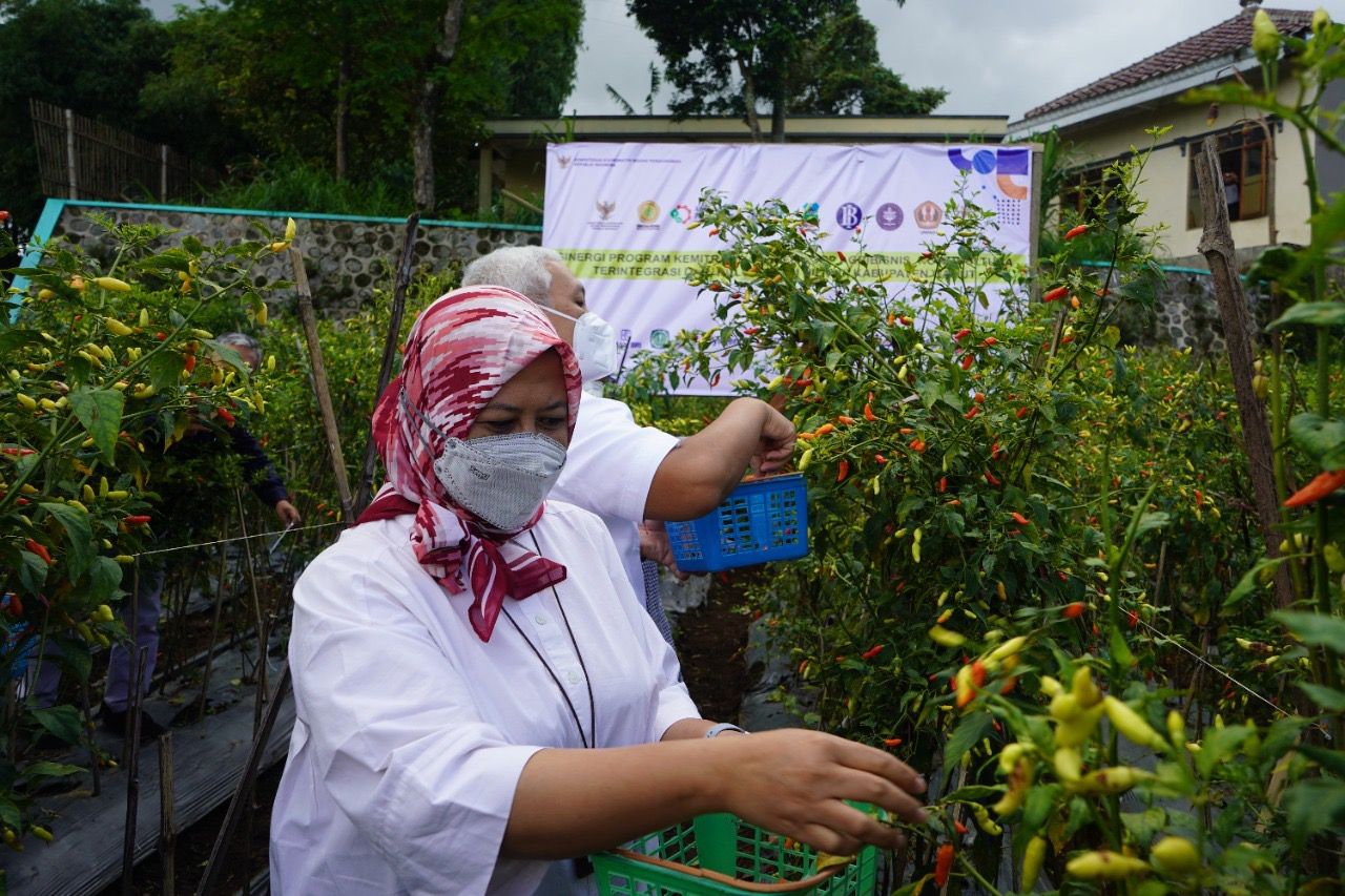 Kemitraan Agribisnis Closed Loop Tingkatkan Kesejahteraan Petani