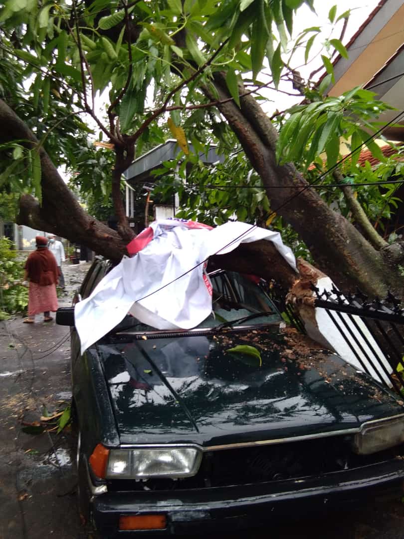 Sedan Milik Warga Jalan Sutomo Rusak Tertimpa Pohon Tumbang