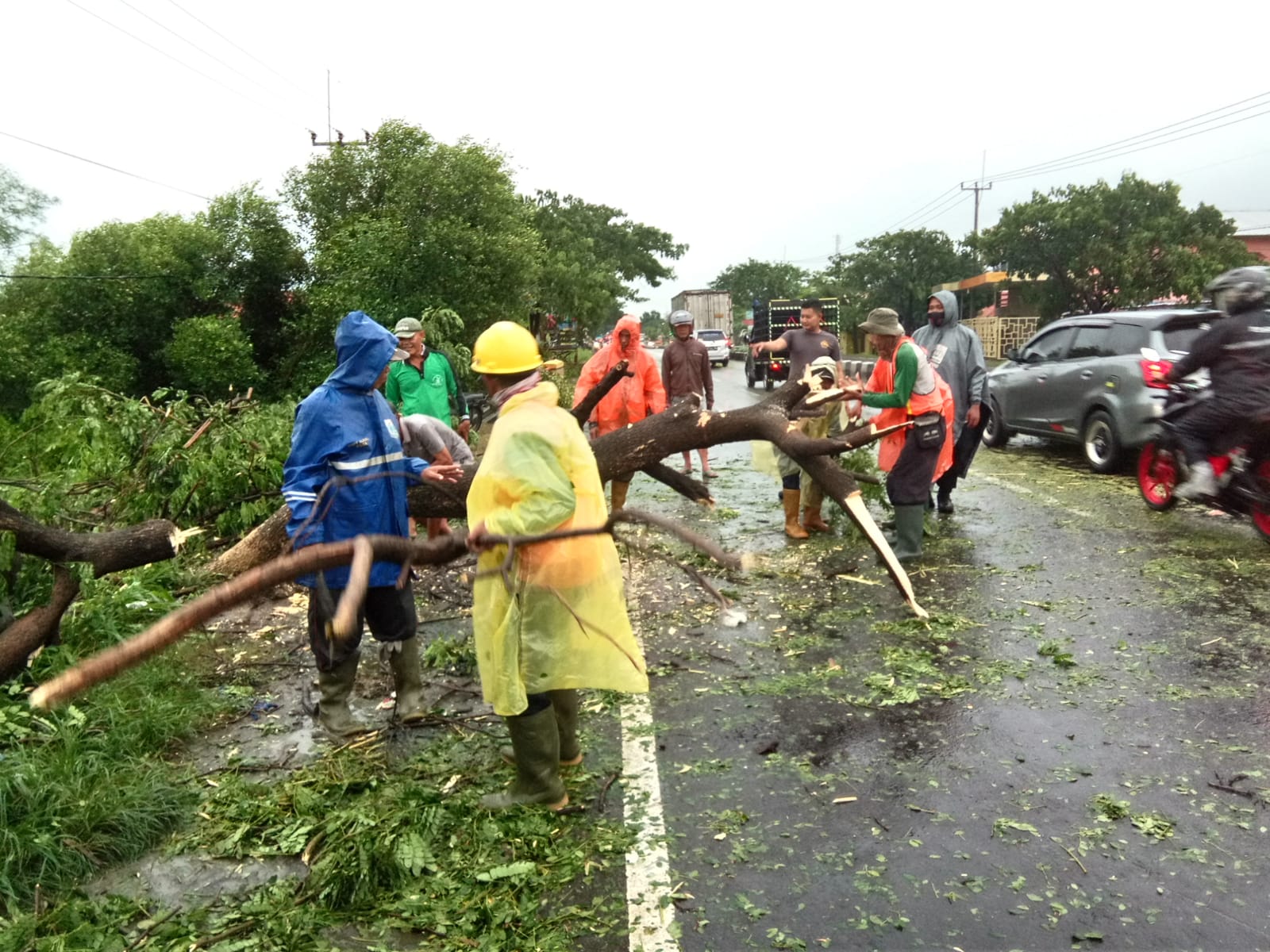 Angin Kencang di Desa Gebang Kulon, Pohon Tumbang Tutup Jalan