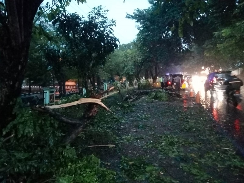 Pohon Tumbang di Jalan Pilang Raya Akibat Hujan Deras dan Angin Kencang