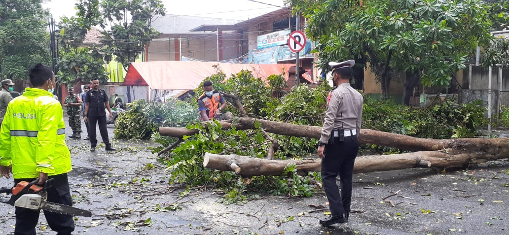 Pohon Tumbang, Jalan Siliwangi Kota Cirebon Tutup 1 Jam, Sekarang…..