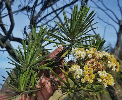 Edelweiss Jawa Gunung Ciremai, Bunga Abadi, Terlarang Dipetik