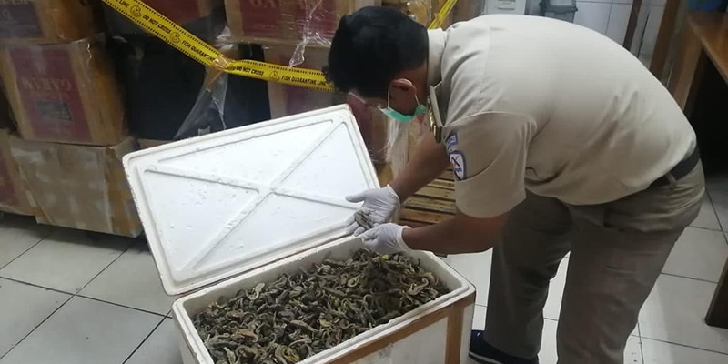 Penyelundupan 220,12 Kg Kuda Laut dapat Digagalkan Bea Cukai