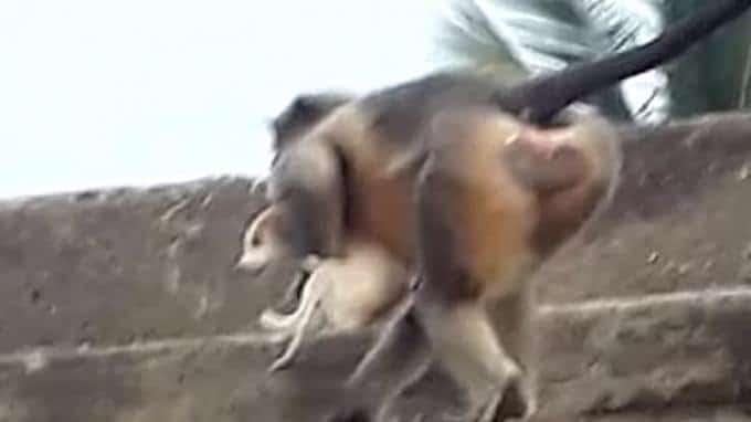 Monyet Balas Dendam, 250 Anjing Dibantai, 2 Jadi Tersangka Ditahan Polisi