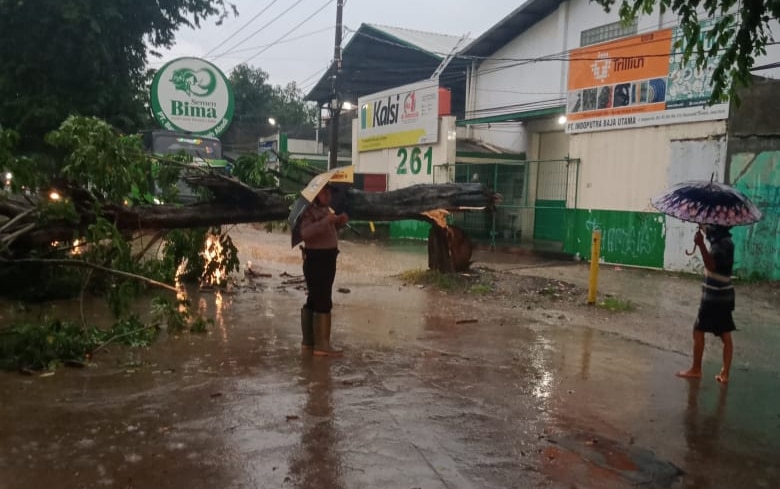 Pohon Tumbang Tutup Jalan Katiasa Kota Cirebon